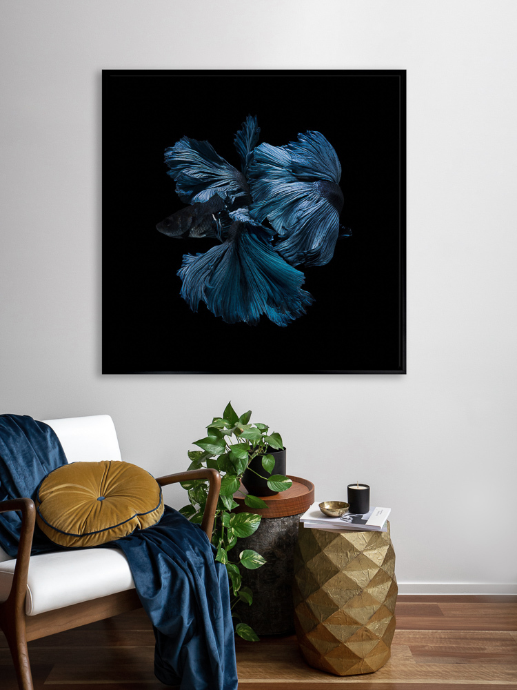 Betta Canvas Art Print