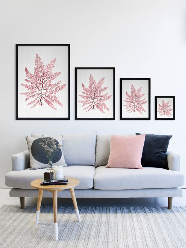 Bermuda Blush Poster