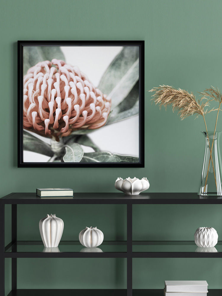 Waratah Poster