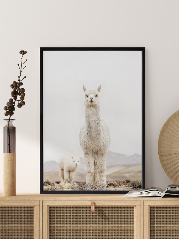 No Drama Llama Poster