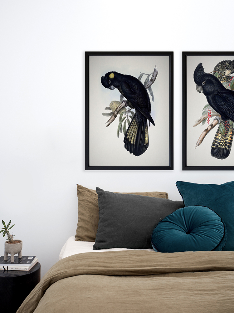 Red-Tailed Black Cockatoo Poster