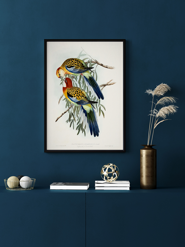 Splendid Parakeet Poster