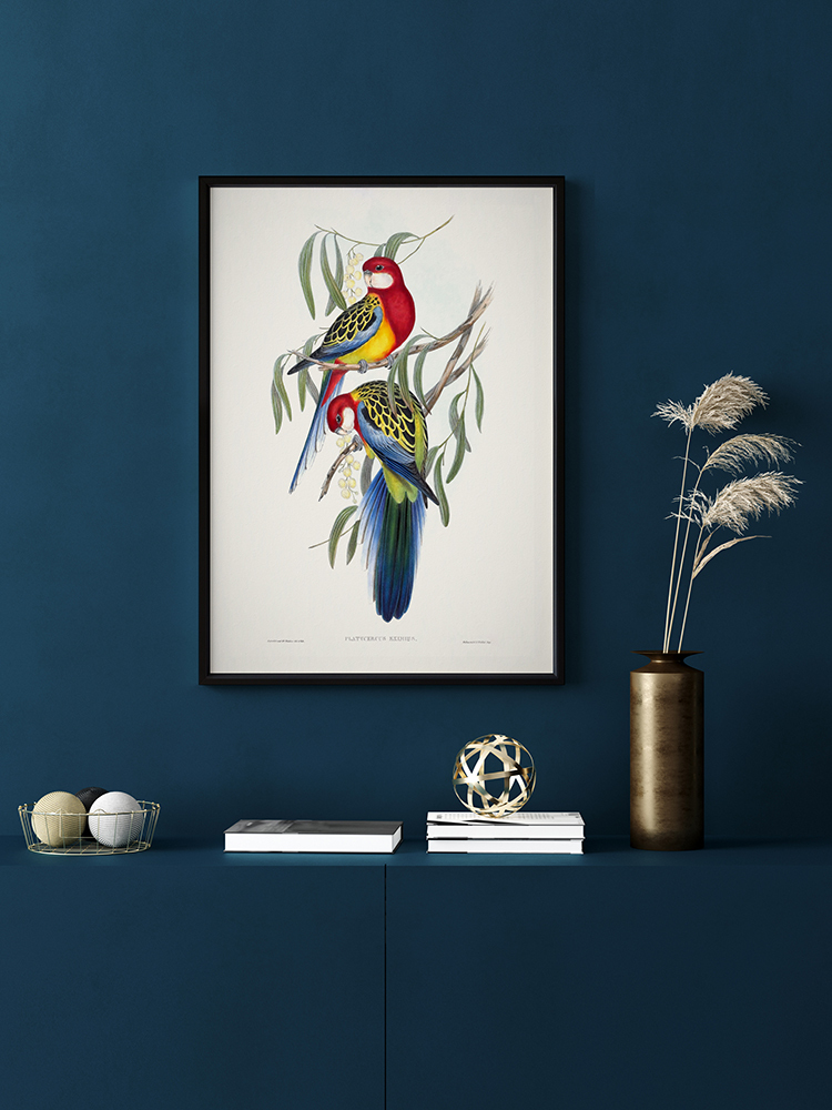 Eastern Rosella Poster