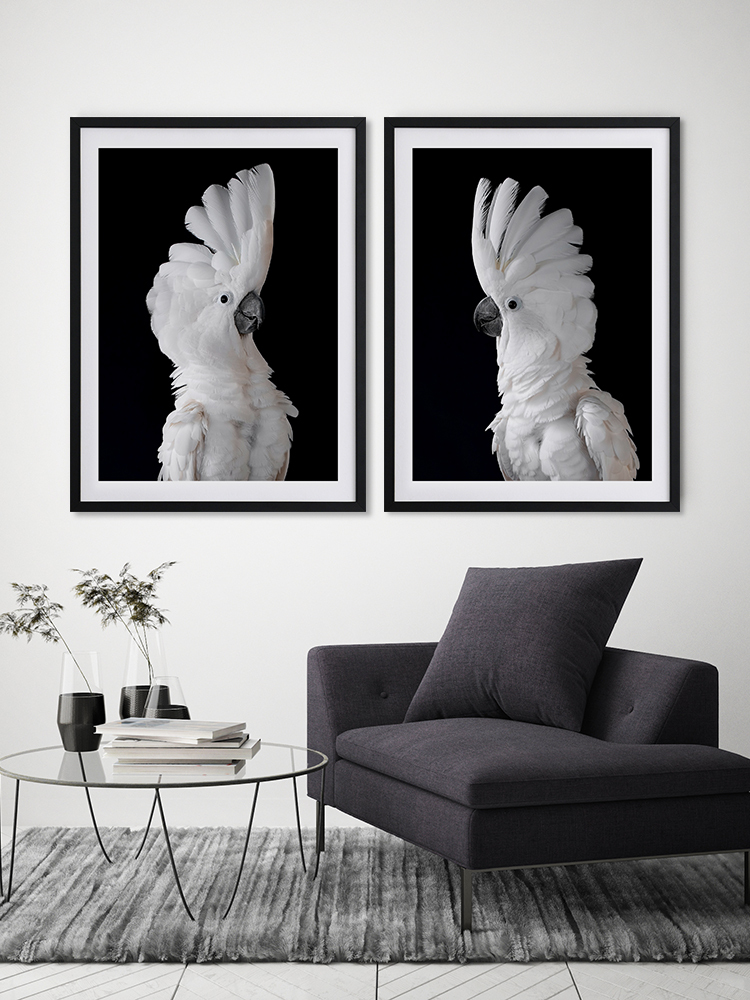 White Cockatoo I Poster