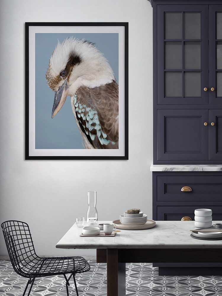 Kookaburra Poster