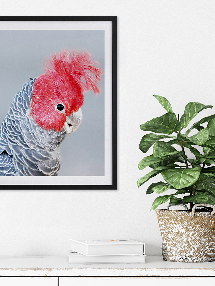 Gang Gang Cockatoo Poster