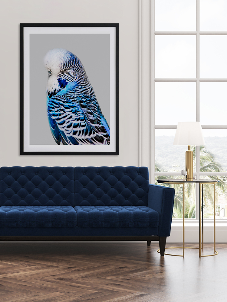 Blue Budgie Poster