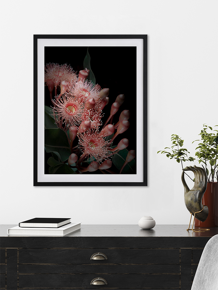 Eucalyptus Flowers Poster