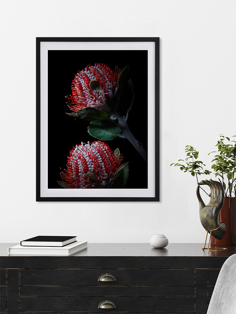 Banksia Coccinea Poster