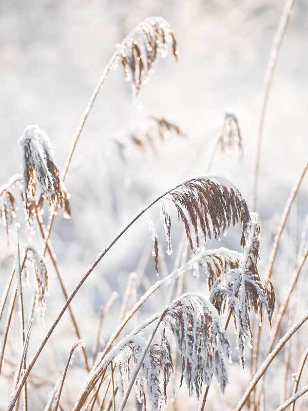 Pampas Frost Canvas Art Print