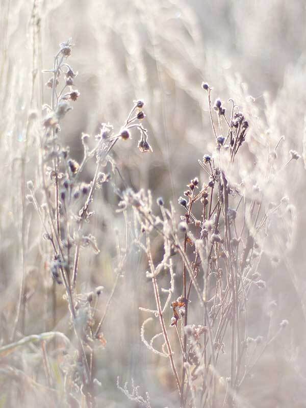 Thistle Frost Canvas Art Print