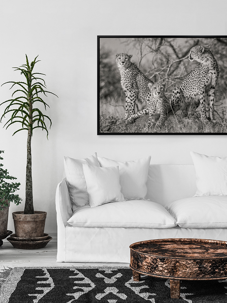 Cheetah Tribe Framed Art Print