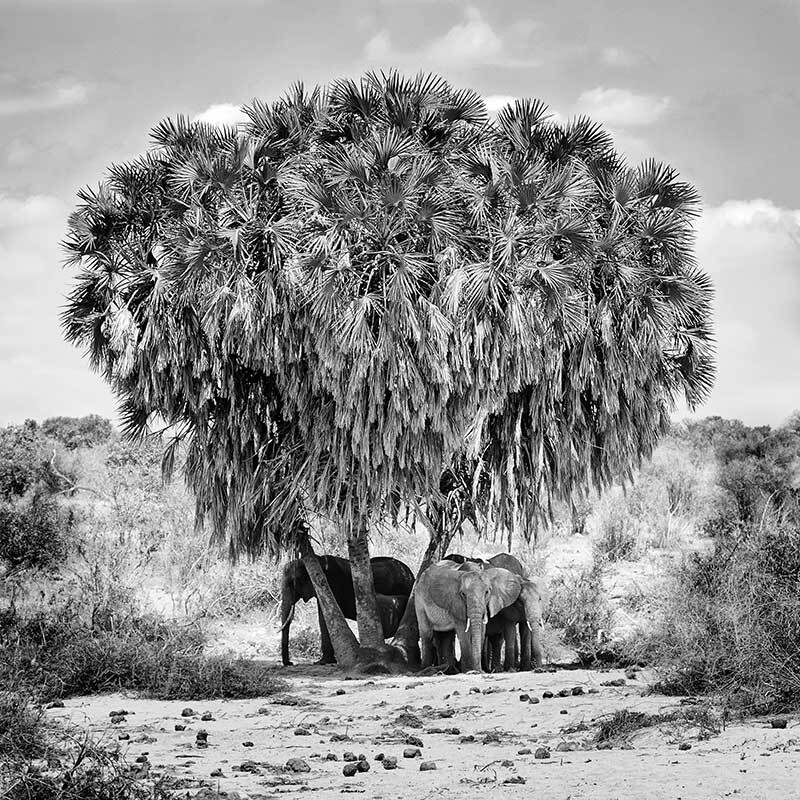 Elephants in Hiding Canvas Art Print