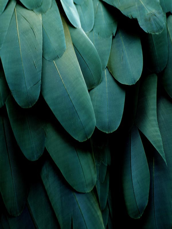 Green Jay Canvas Art Print