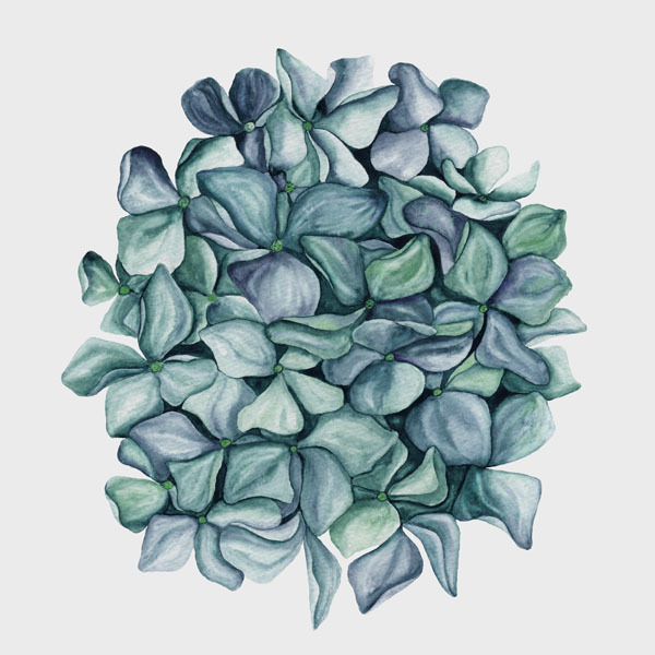 Hydrangea Poster