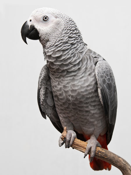 African Grey Poster