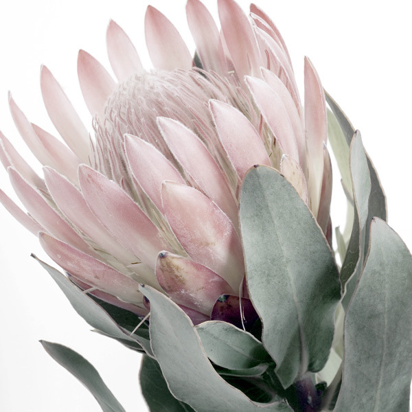 Protea I Poster