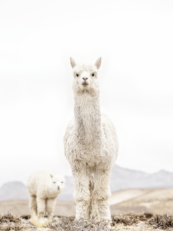 No Drama Llama Poster