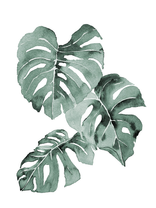 Zulu Monstera Poster