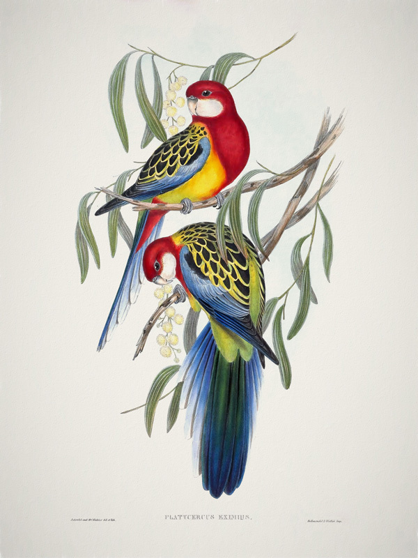 Eastern Rosella Poster