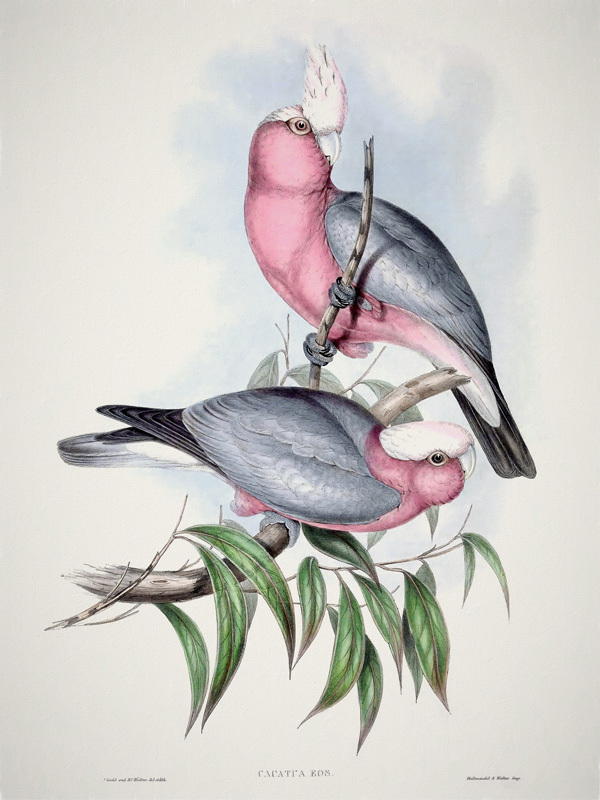 Pink Galah Poster