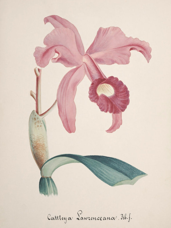 Crimson Cattleya Poster