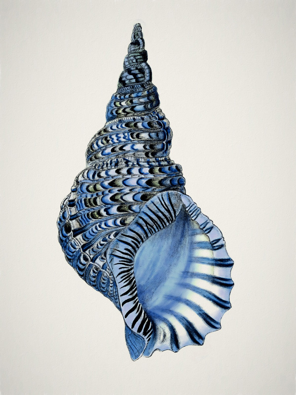 Indigo Conch I Poster