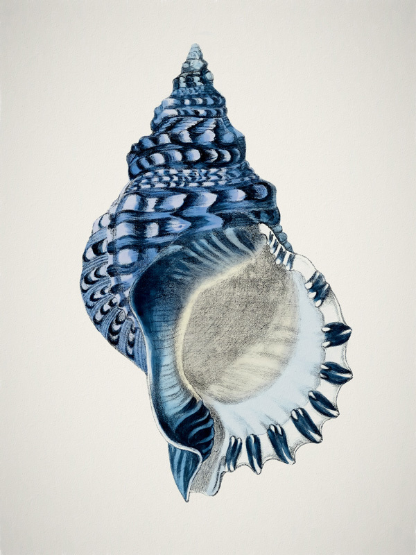 Indigo Conch II Poster