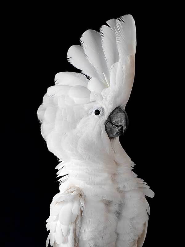 White Cockatoo II Poster