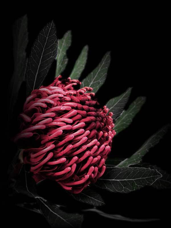 Waratah Poster