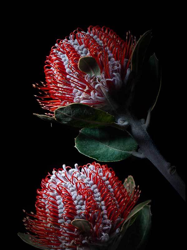 Banksia Coccinea Poster