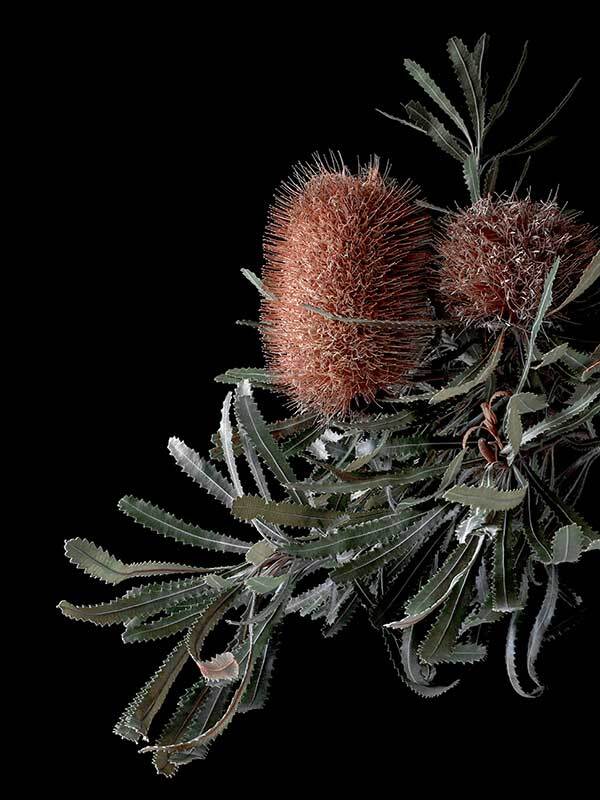 Wild Banksia Poster