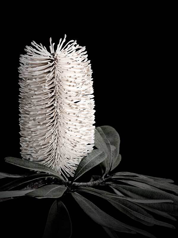 White Banksia I Poster