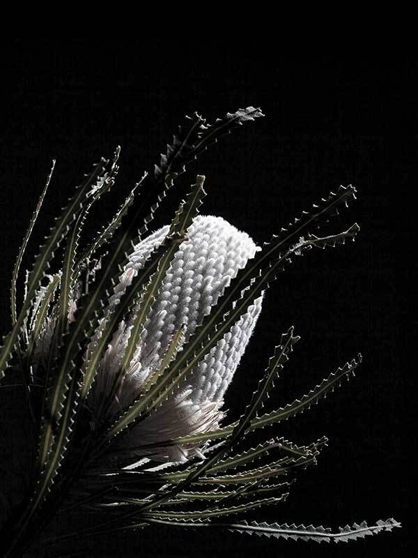 White Banksia II Poster