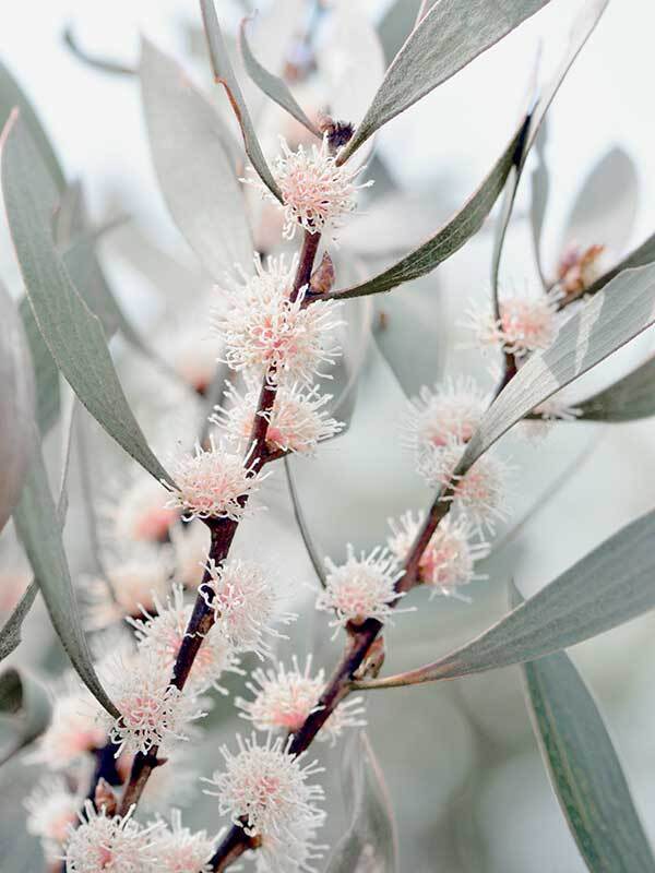 Hakea Flowers Poster