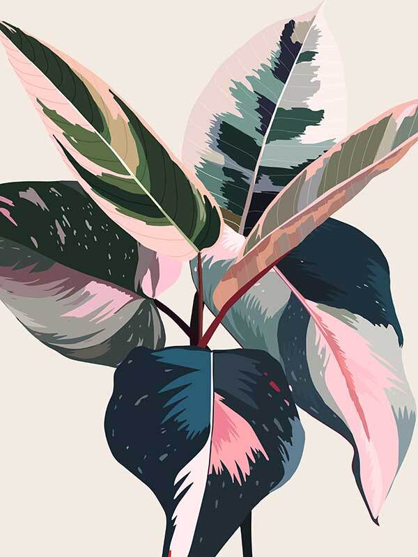 Pink Ficus Poster