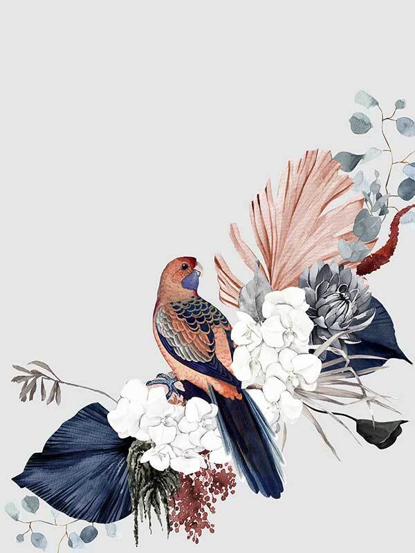 Blushing Rosella Poster