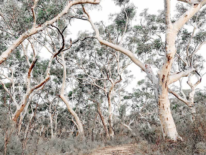 Gum Tree Forrest Poster