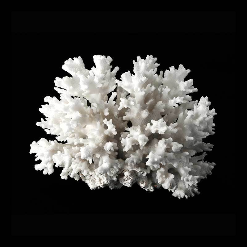 White Coral II Poster